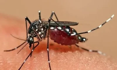 Роспотребнадзор предупредил российских туристов о вспышке лихорадки Денге в Мьянме