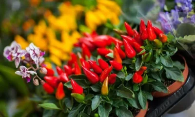 Получи бесплатный билет на «Цветы/Flowers 2017»