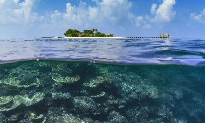 Подводная жизнь в Maafushivaru Maldives