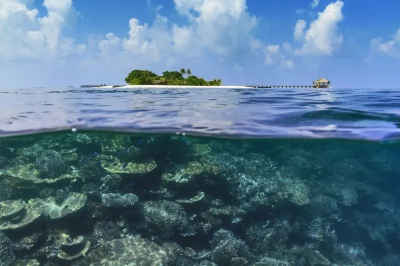 Подводная жизнь в Maafushivaru Maldives
