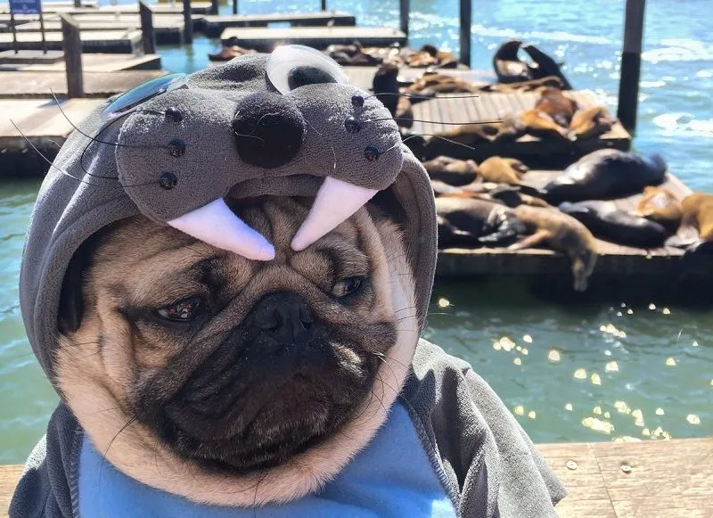 Твиттер (Twitter) определил самых популярных животных сети