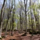 Итальянские буковые рощи внесены в список природного наследия ЮНЕСКО