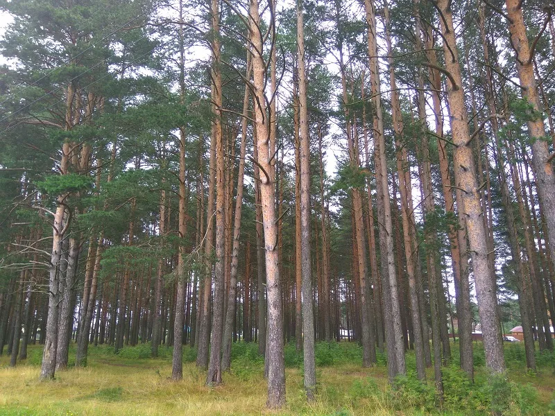 В Карелию на машине: достопримечательности, отдых , отзывы