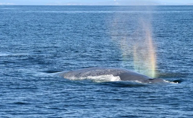 У побережья Галисии были замечены гигантские синие киты