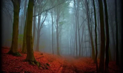 Осенние маршруты. Германия. Шварцвальд. Видео