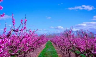Весна в Каталонии: в долине Айтона зацвели персиковые сады