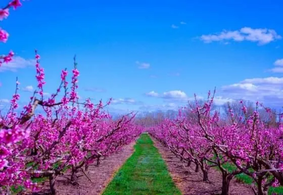 Весна в Каталонии: в долине Айтона зацвели персиковые сады