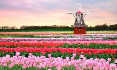 Весенние маршруты. Нидерланды. Кёкенхоф. Видео