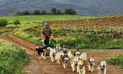 В Арагоне туристам предлагают экскурсии по виноградникам на собачьих упряжках