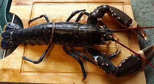 Ешь, пей и отрывайся на Гастрофестивалях лета 2018