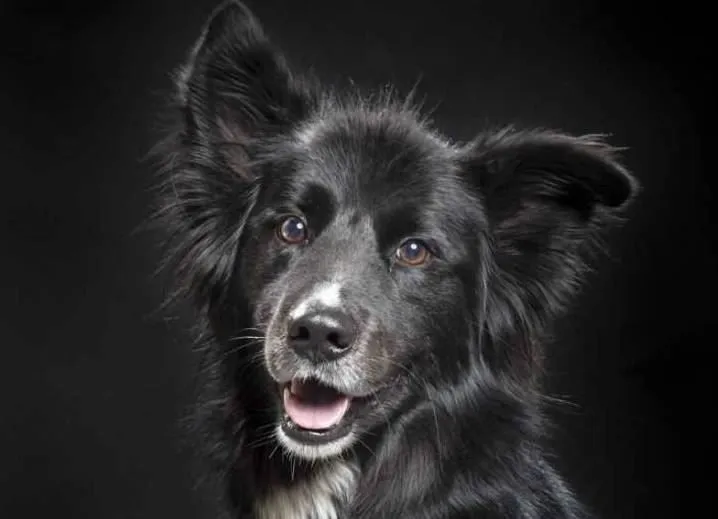 Первая официально признанная паломником собака из Испании встретится с Папой Римским