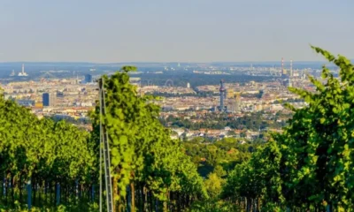 Пешеходные экскурсии по винодельням Вены