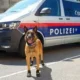 Полицейским собакам в Вене выдали ботинки