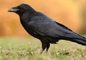 Во Франции ворон заставили убирать мусор