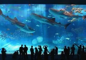 Выбран лучший в мире океанариум