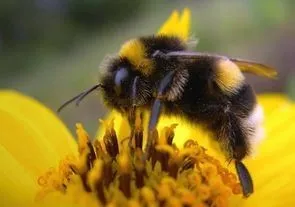 У шмелей нашли никотиновую зависимость