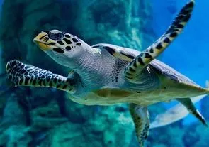 Рыбаков в Италии научат спасать черепах