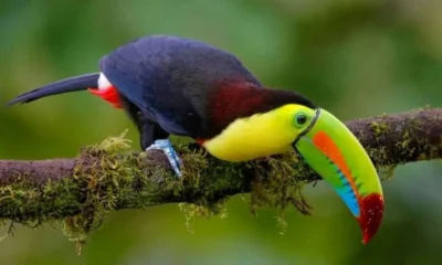 Расходы туристов в Доминикане стабильно растут