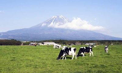 Гастрономический туризм в Японии - хозяйство Fuji Milk Land