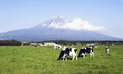 Гастрономический туризм в Японии - хозяйство Fuji Milk Land