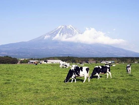 Гастрономический туризм в Японии - хозяйство Fuji Milk Land