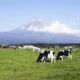 Гастрономический туризм в Японии - хозяйство Fuji Milk Land