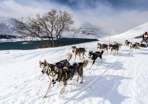 Во французском Межеве пройдет гонка на собачьих упряжках