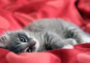 Кошка испортила картину за полмиллиона рублей