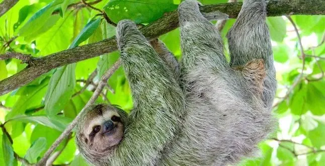 Дом престарелых для ленивцев создали в Британии