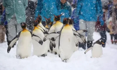 Зоопарк Асахияма