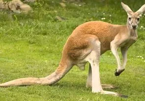 Полиция Дании ищет кенгуру