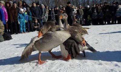 Праздник «Павловского гуся»