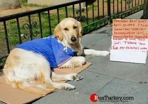 В Турции появилась собака, которую гладят за деньги