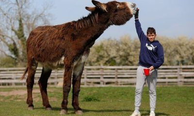 Самый большой осел найден в Британии