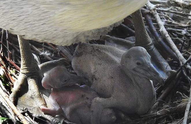 В Московском зоопарке появились кудрявые пеликаны