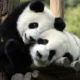 Двух гигантских панд привезут в Москву