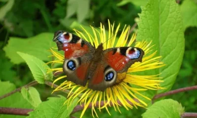 Нидерланды потеряли 84% бабочек