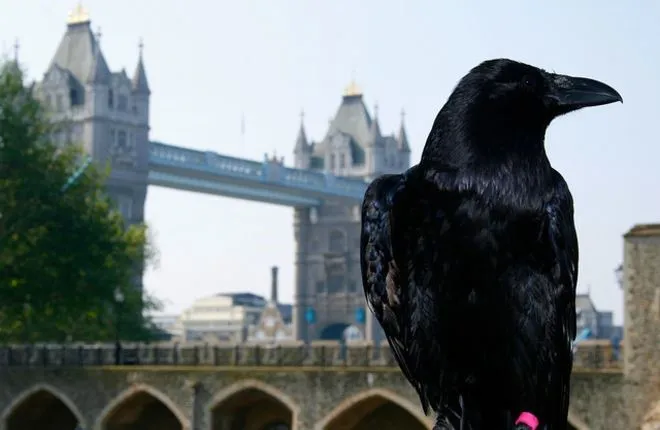 В лондонском Тауэре дали потомство черные вороны