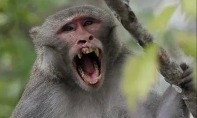 Обезьяна – убийца больше недели держала в страхе индийский город