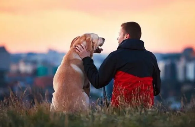 Собаки могут испытывать стресс вместе с хозяевами, выяснили шведские ученые