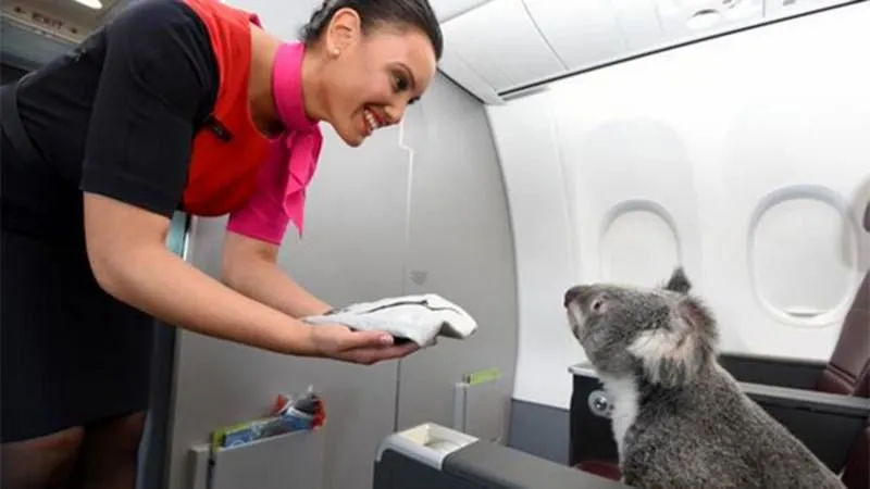 ТОП Самых абсурдных, нелепых и необычных просьб пассажиров