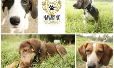 Costa Navarino и Purina найдут семьи бездомным собакам