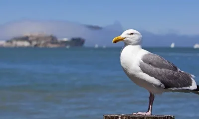 Чайка в Британии похитила чихуахуа