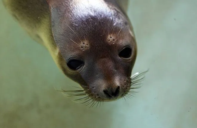 Британцы посчитали тюленей, родившихся в Темзе