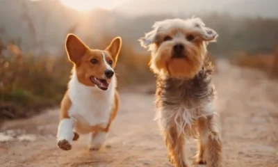 Cобаки меняют гражданство