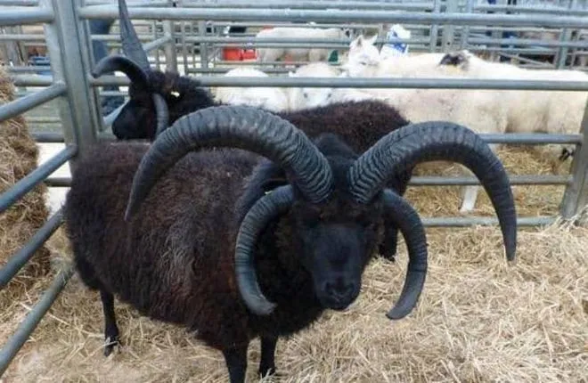 В Сети появилось фото редкого барана с четырьмя рогами