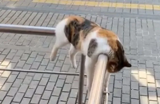 Стамбульский кот покорил соцсети