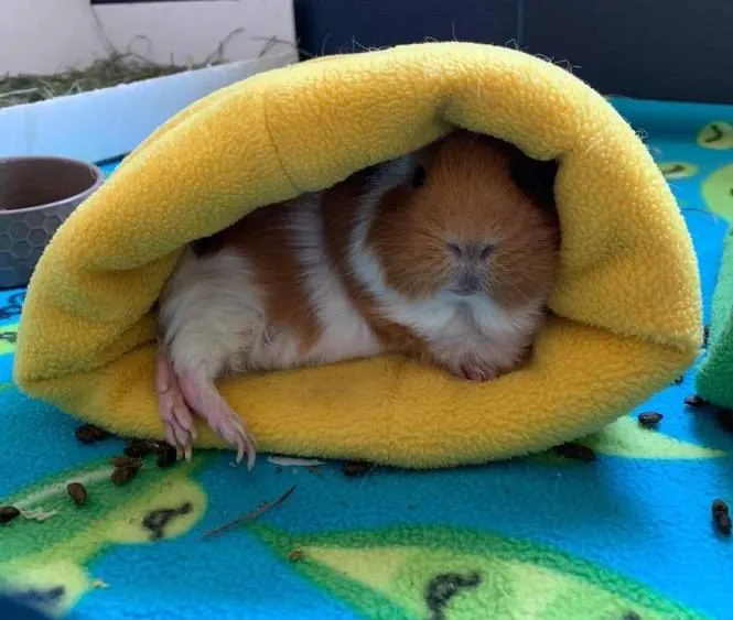 Названы самые дикие и нелепые требования VIP — туристов