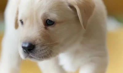 В Италии права животных могут приравнять к правам детей