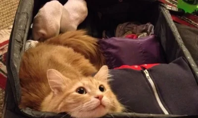 Назван лучший способ облегчить свой багаж